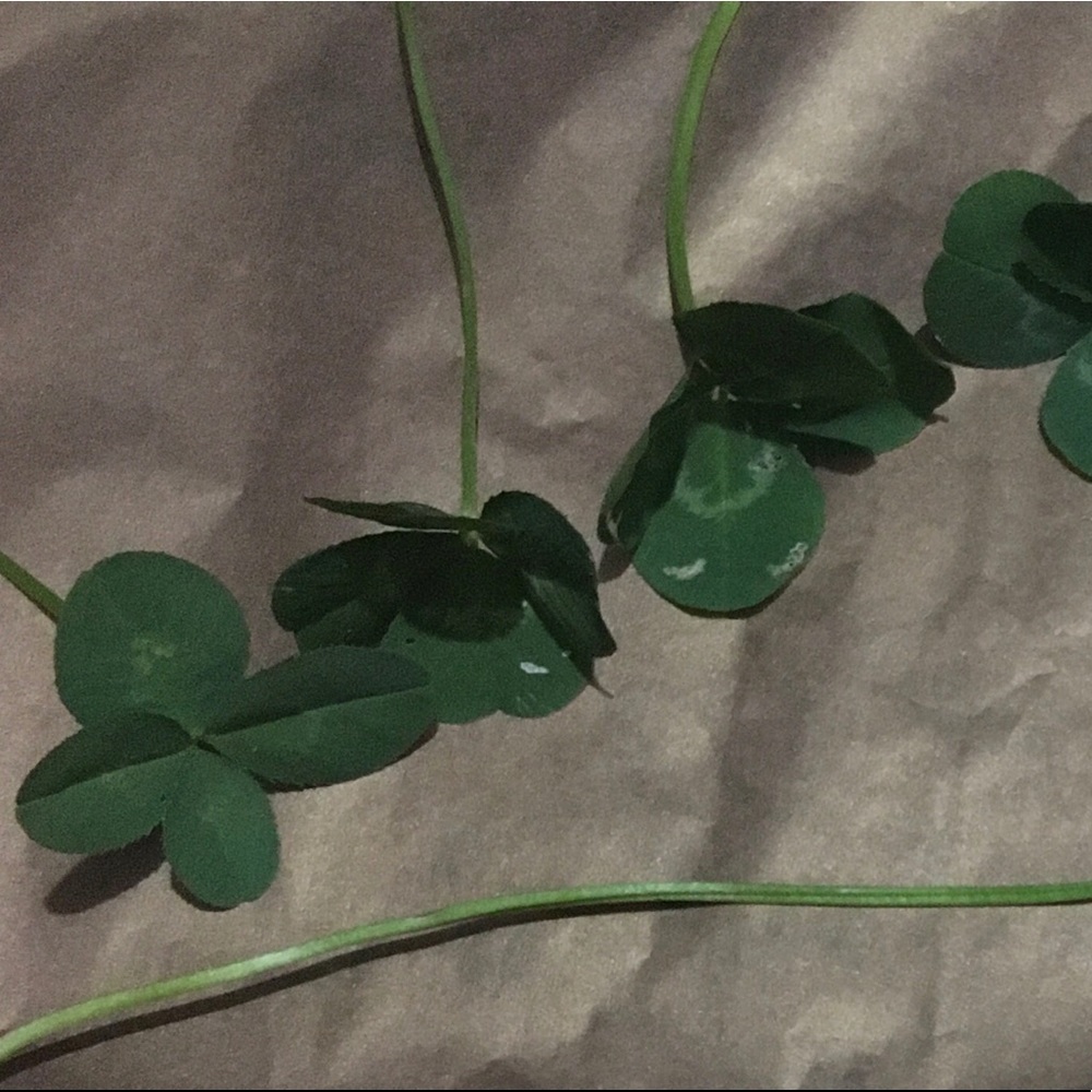 🍀 Real Pressed Four-Leaf Clover Curio! Lucky Clover Charm